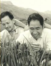 周开达年轻时从事水稻研究